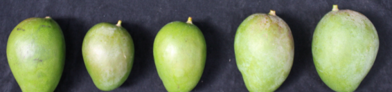 Identificación de las especies más frecuentes de hongos causantes de antracnosis y pudrición peduncular en poscosecha en mango, patogenicidad y sensibilidad a fungicidas.